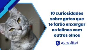 10 curiosidades sobre gatos que te farão enxergar os felinos com outros olhos